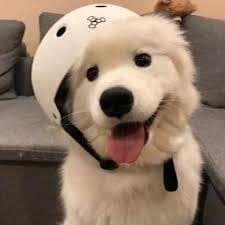 Đình Trọng avatar